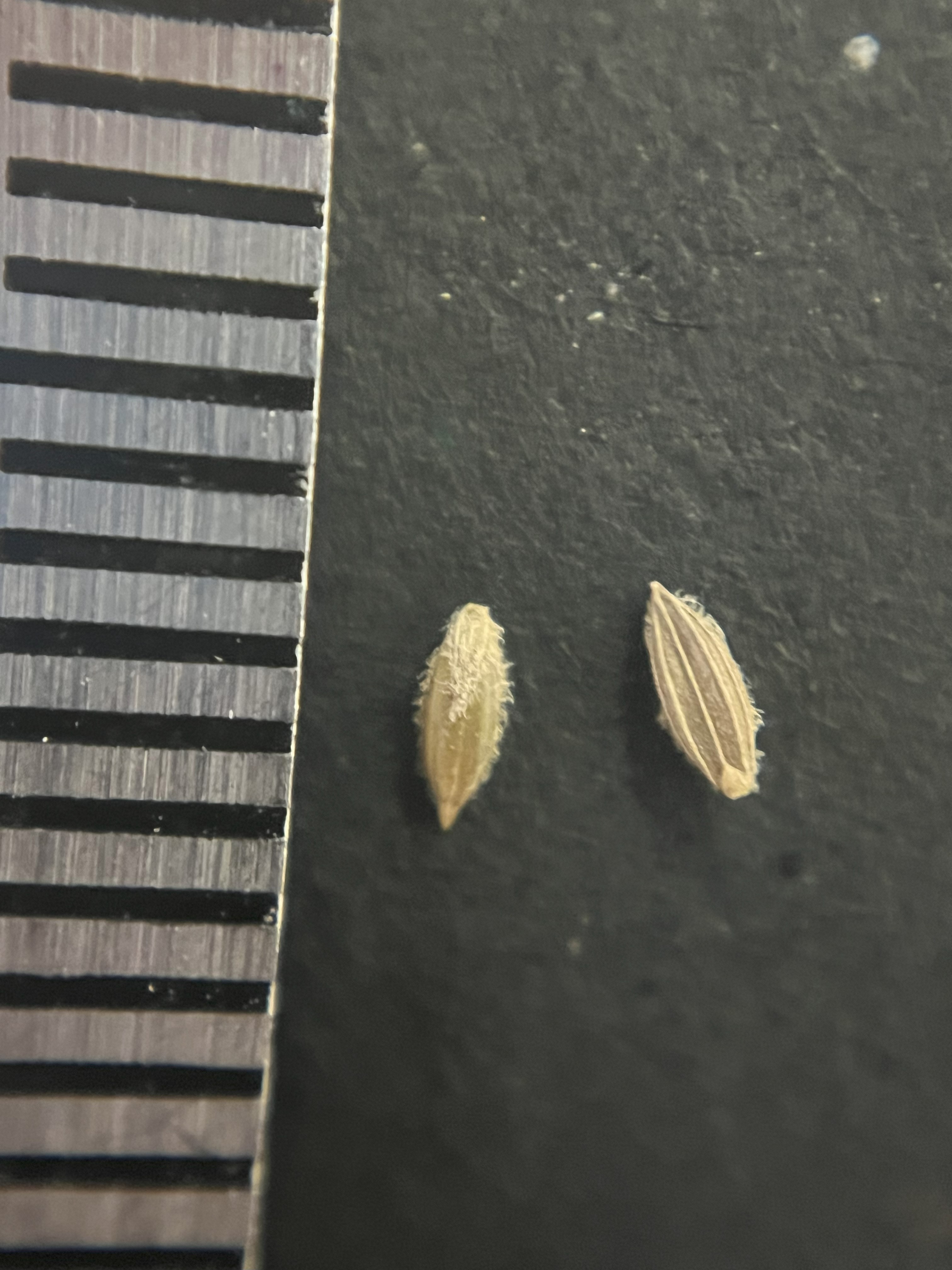 Large crabgrass seeds; tick marks are spaced at 1 mm.